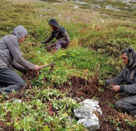 कौडीको भाउमा कर्णालीको जडिबुटी