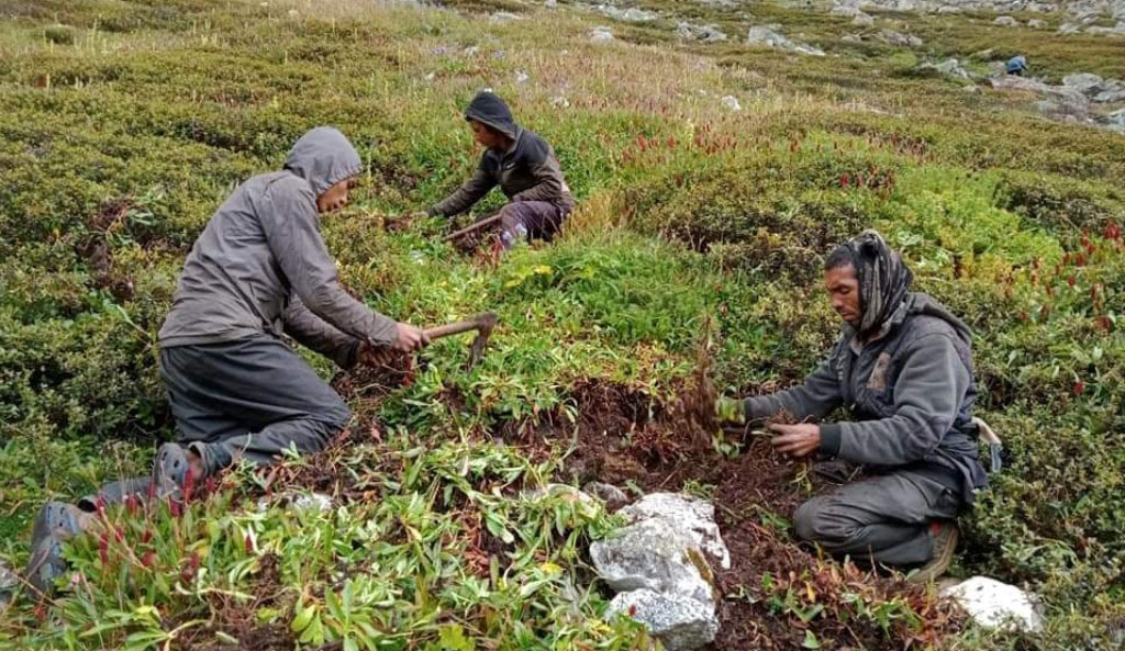 कौडीको भाउमा कर्णालीको जडिबुटी
