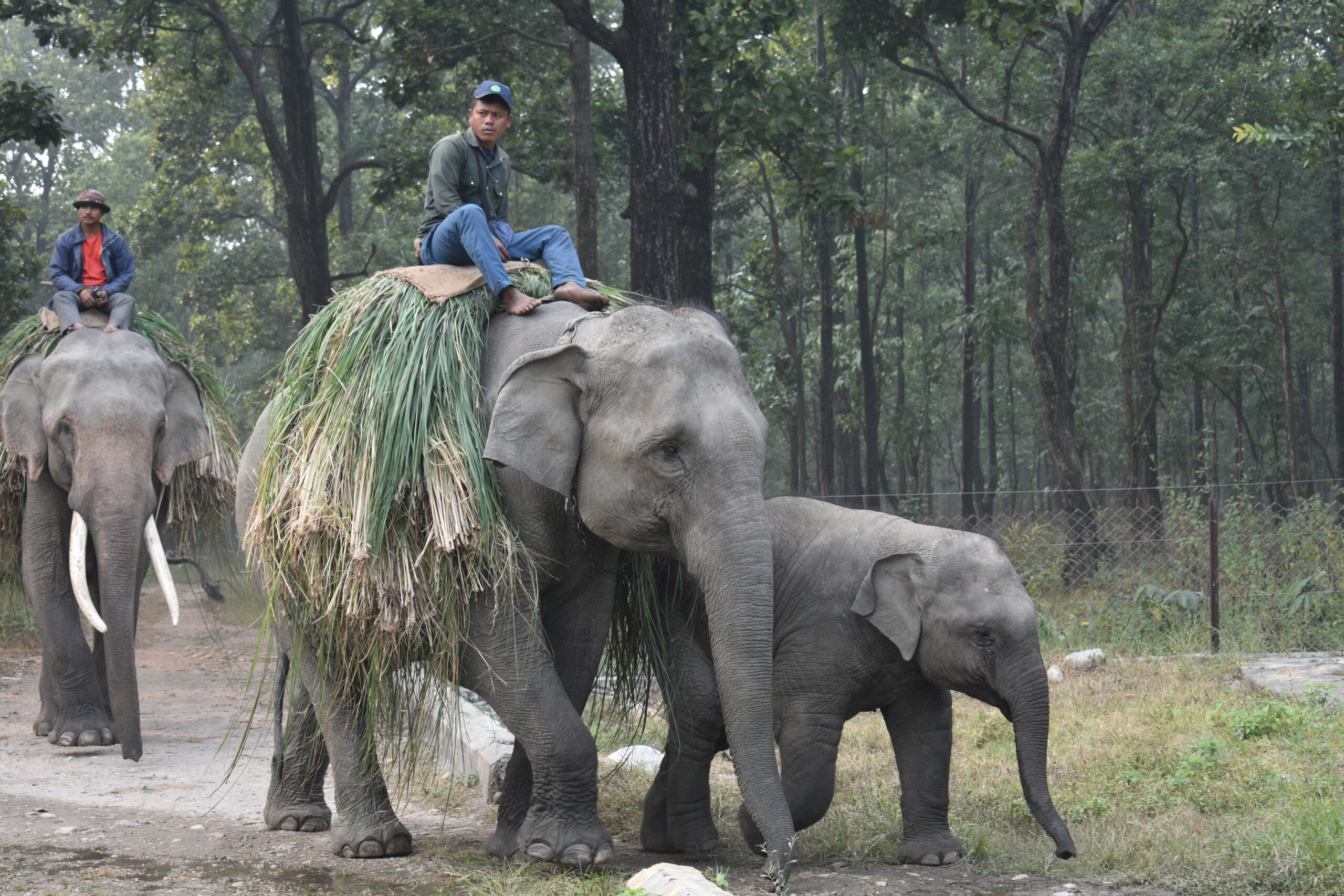 जंगल चरेर आएका हात्ती