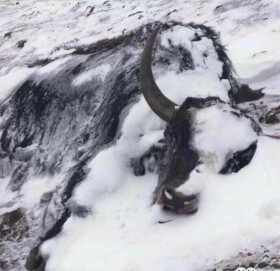 अज्ञात रोगले मुगुमा मर्न थाले चौरी