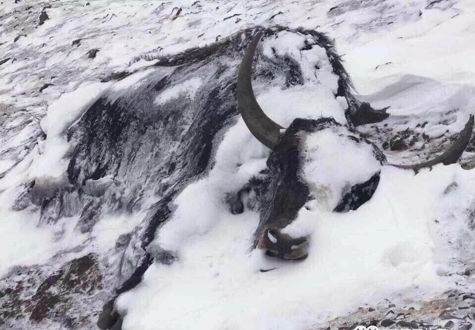 अज्ञात रोगले मुगुमा मर्न थाले चौरी