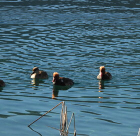चराको रोजाईमा रारा