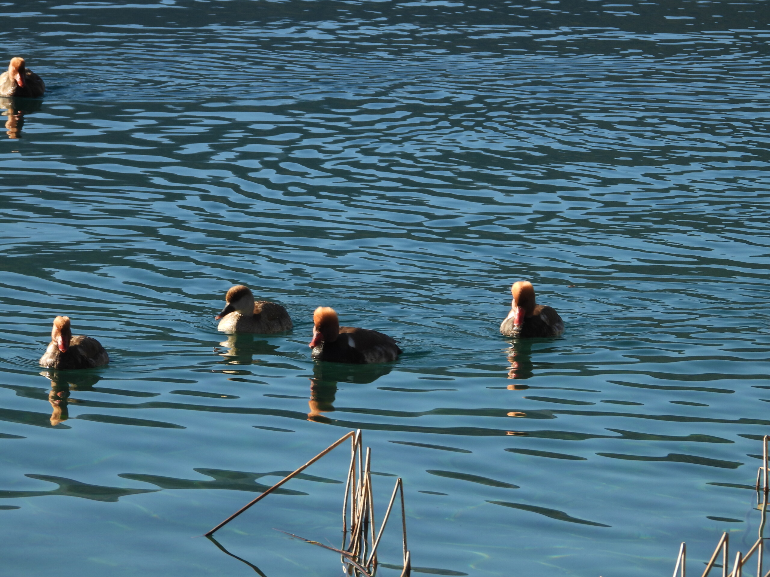 चराको रोजाईमा रारा