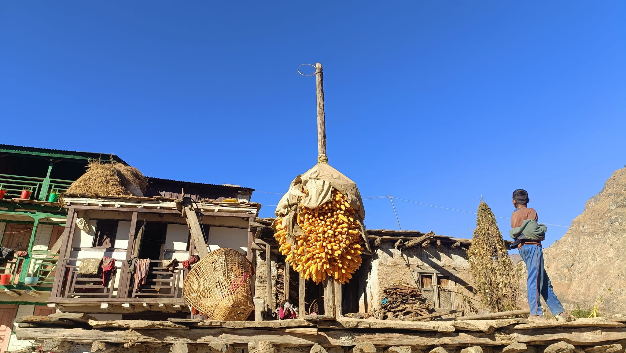 हिउदमा खान सुकाएको मकै