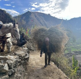 पिठियूमा घासको भारी