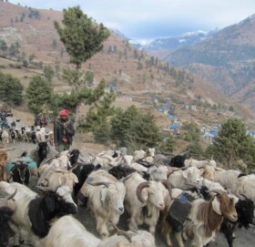 भेडाच्याङग्रा बाट खाद्यन्न ढुवानीको चलन हट्यो