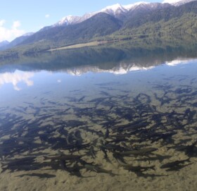 आहारा खोज्दै राराका असला