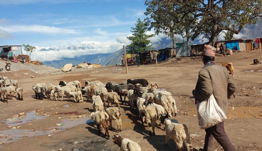 गुच्ची च्याउ टिप्न बन जंगलतिर लर्को