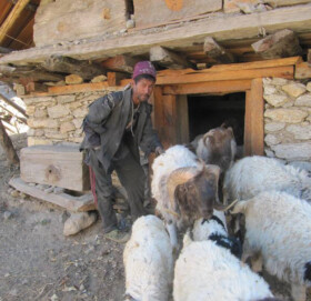 भेडापाल्ने किसानलाई गोठालो भत्ता