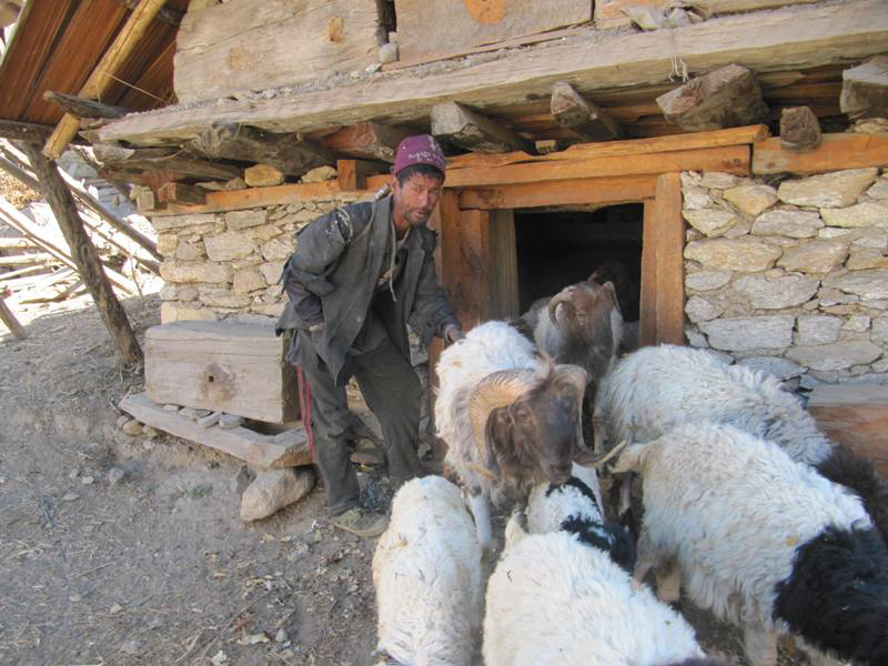 भेडापाल्ने किसानलाई गोठालो भत्ता