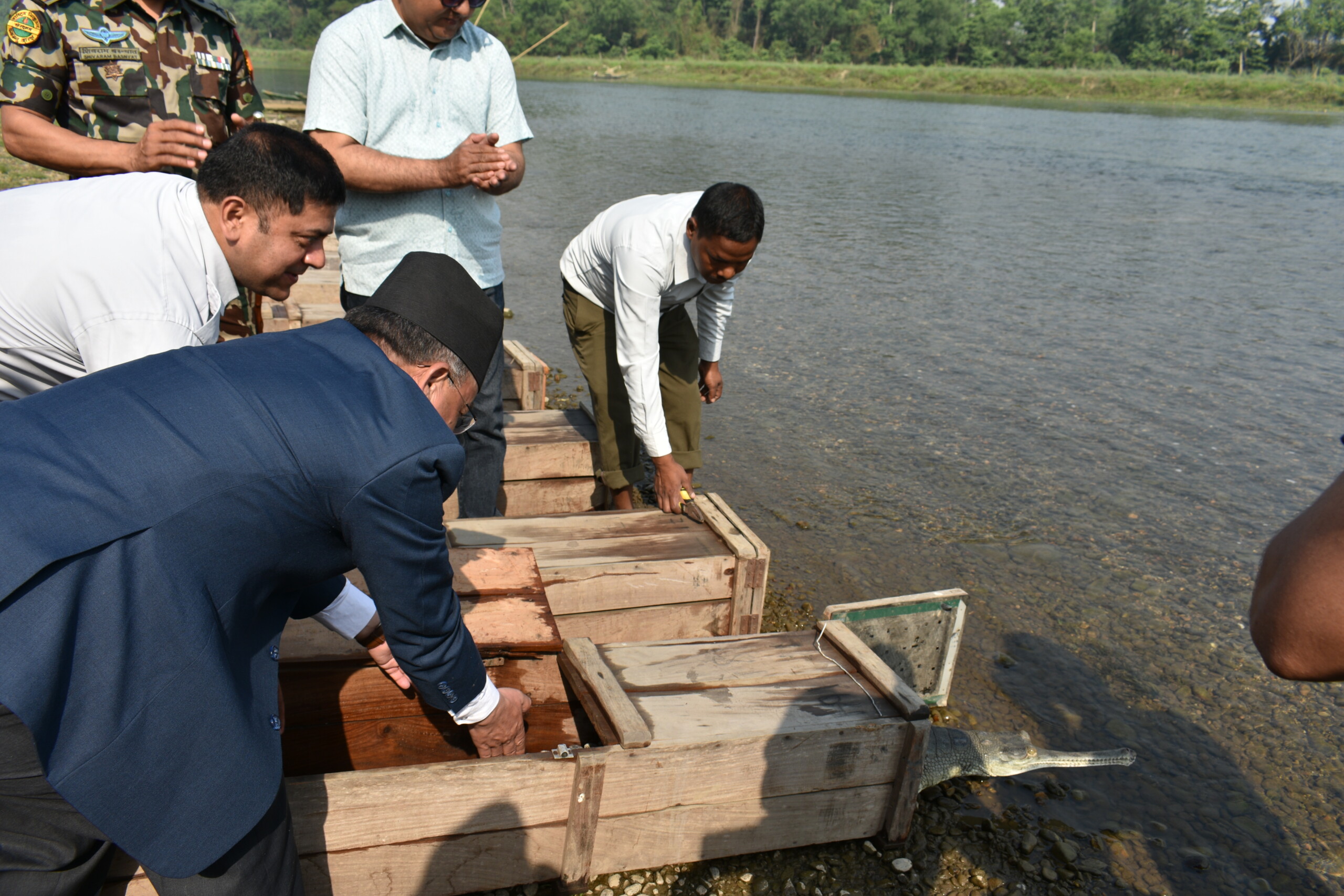 वनमन्त्री शाहीले राप्ती नदिमा १५ घडियाल गोही छाडे