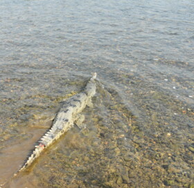 राप्ती नदिमा घडियाल गोहीका अण्डा संकलन सुरु