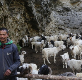 गर्मी छल्न लेकतिर उक्लिदै भेडा