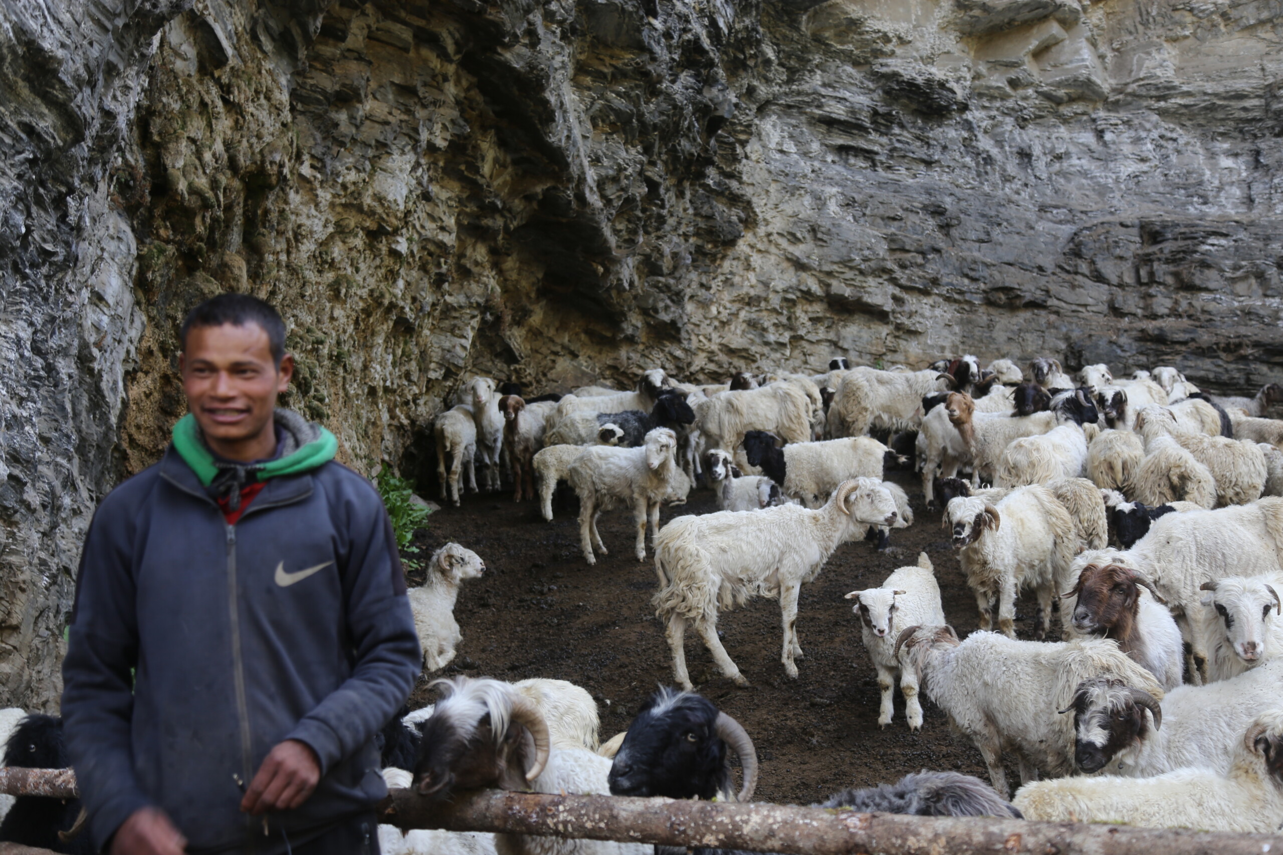 गर्मी छल्न लेकतिर उक्लिदै भेडा