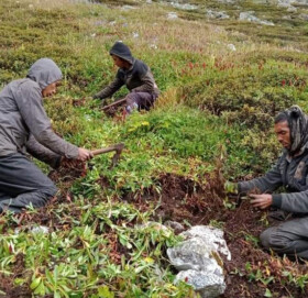 वनक्षेत्रमा जडीबुटी टिप्न ज्यानको जोखिम
