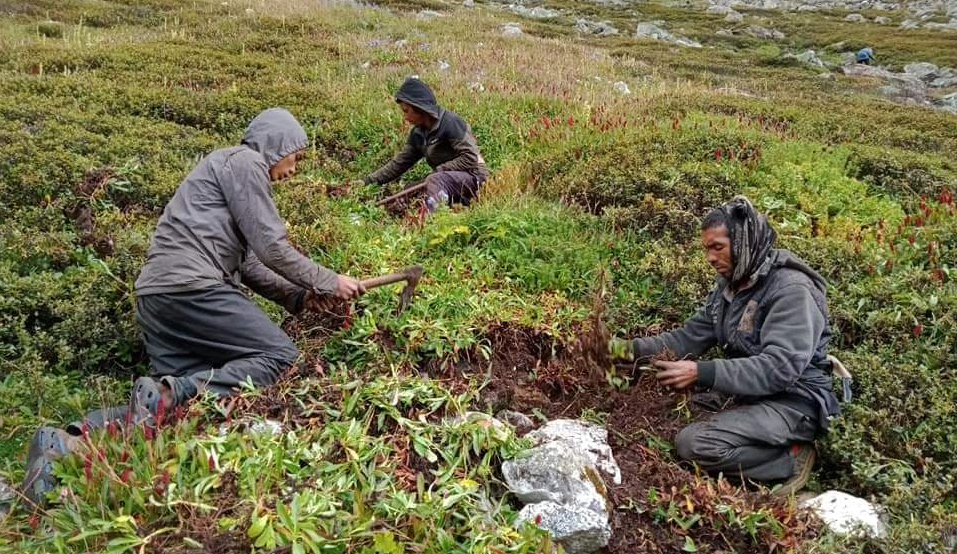 वनक्षेत्रमा जडीबुटी टिप्न ज्यानको जोखिम