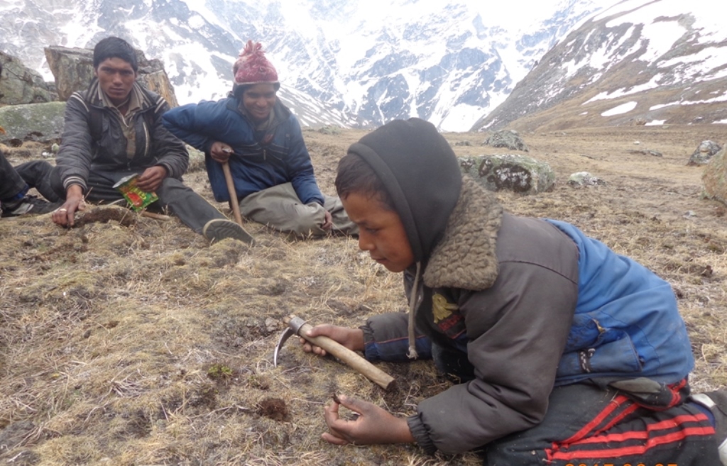 डोल्पामा जेठ ५ देखि यार्सा संकलनको अनुमति खुल्ने