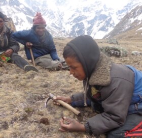 मुगुमा जेठ १३ देखि यार्सा टिप्न पाटन प्रबेश खुल्ला