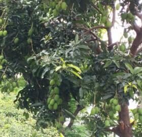 मुगु सुकाढिक गाउँमा आँप फल्दा