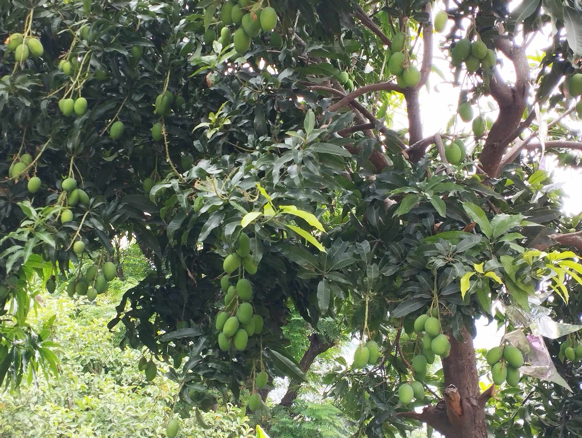 मुगु सुकाढिक गाउँमा आँप फल्दा