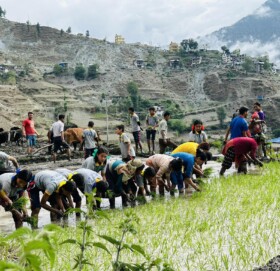 हिमाली जिल्ला मुगुमा धान रोपाइ सुरु