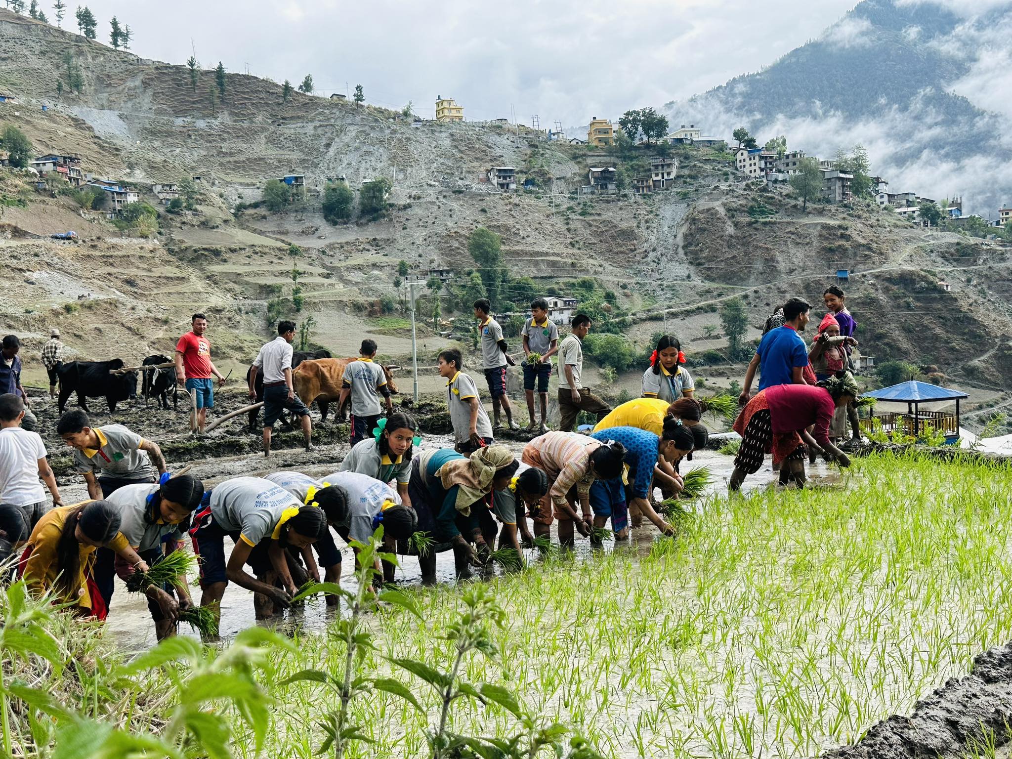 हिमाली जिल्ला मुगुमा धान रोपाइ सुरु