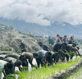 आज राष्ट्रिय धान दिवस