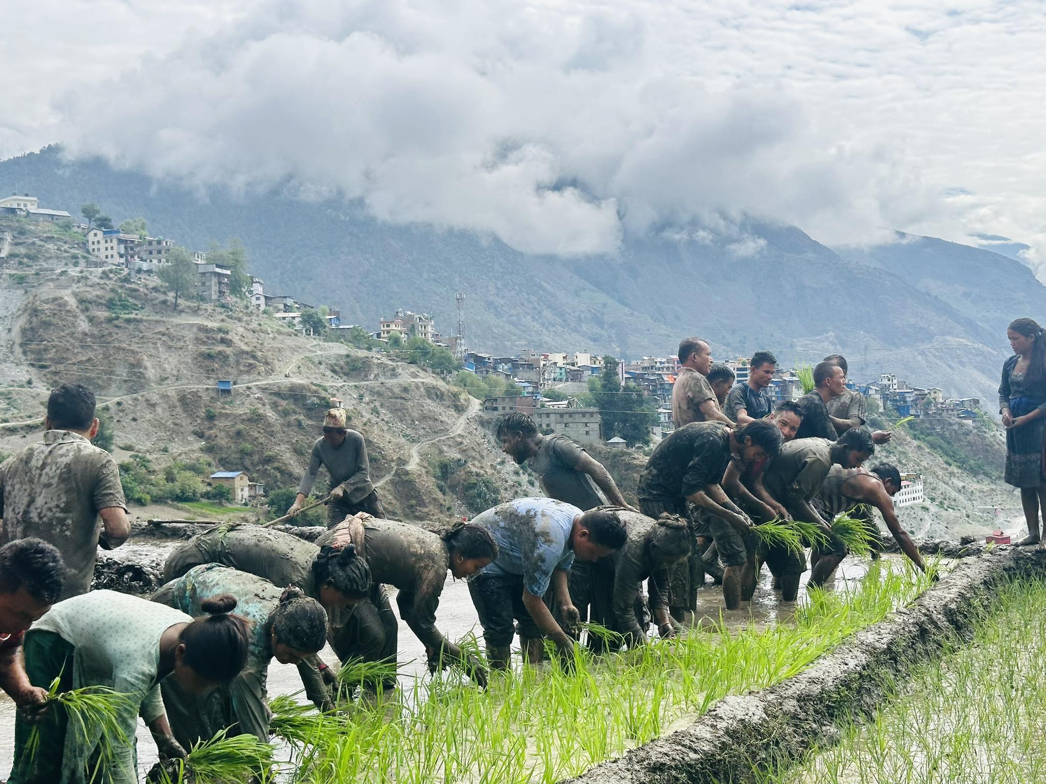 आज राष्ट्रिय धान दिवस