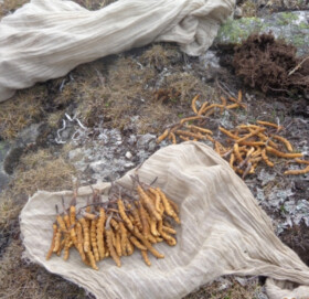 मुगुम कार्मारोङमा यार्सा बाट ३६ लाख राजश्व संकलन