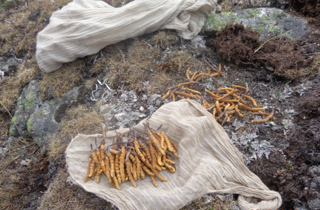 मुगुम कार्मारोङमा यार्सा बाट ३६ लाख राजश्व संकलन