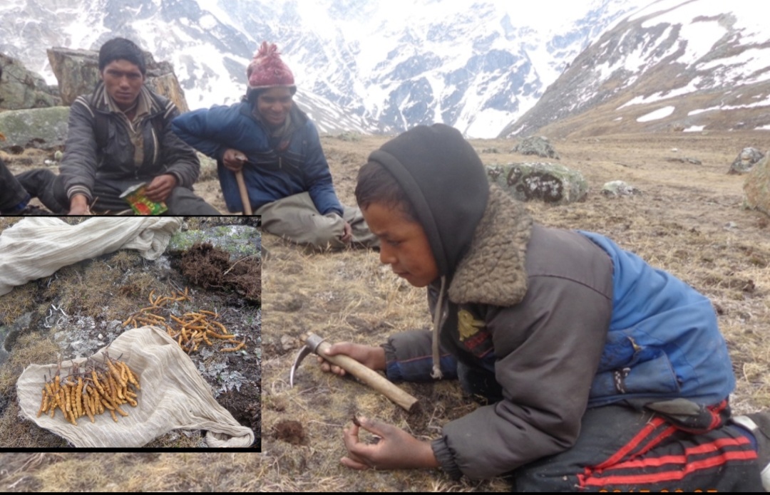 जोखिम मलेर टिपेको यार्सा बेच्न मुश्किल