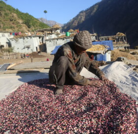 मुगुबाट ७४ मेट्रिकटन सिमि जिल्ला बाहिर निर्यात