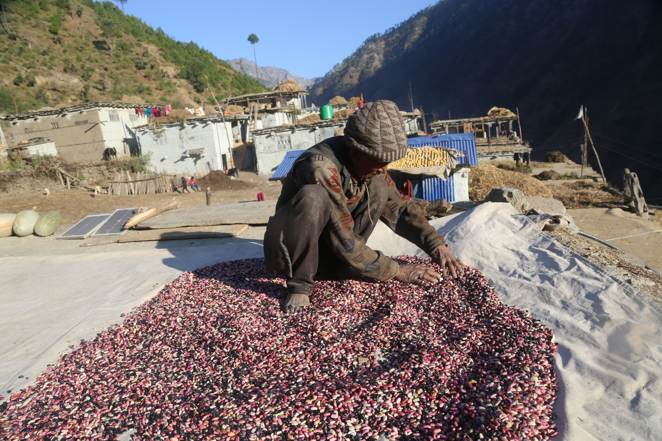मुगुबाट ७४ मेट्रिकटन सिमि जिल्ला बाहिर निर्यात