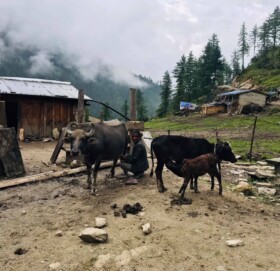 खर्कतिर उक्लिए गोठाला