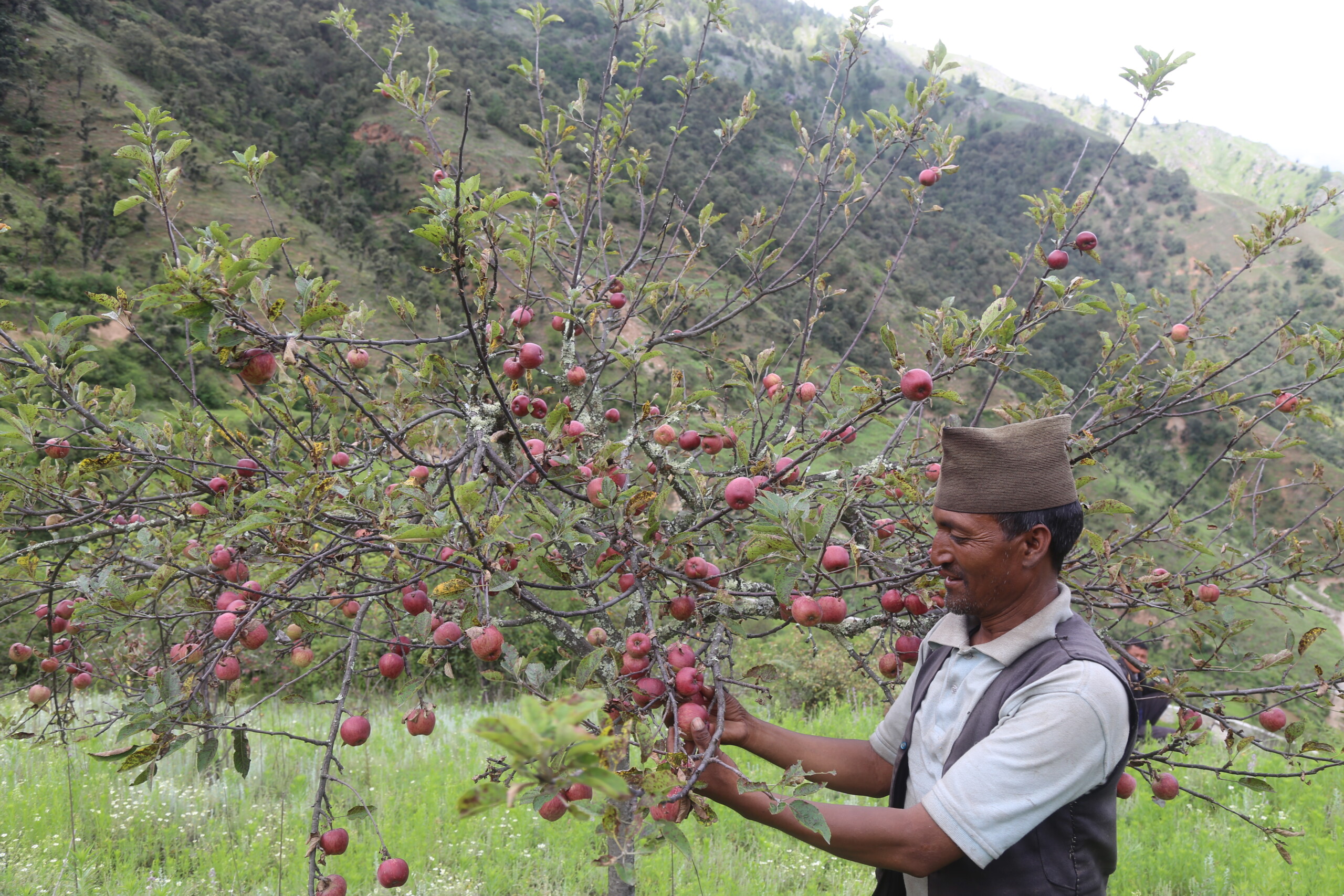 रारा वरिपरि स्याउ खेती