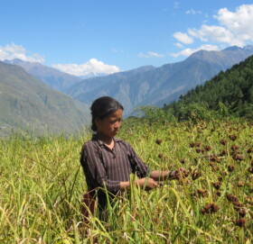 गाउँमा कोदो उत्पादन घट्यो शहरमा माग बढ्यो