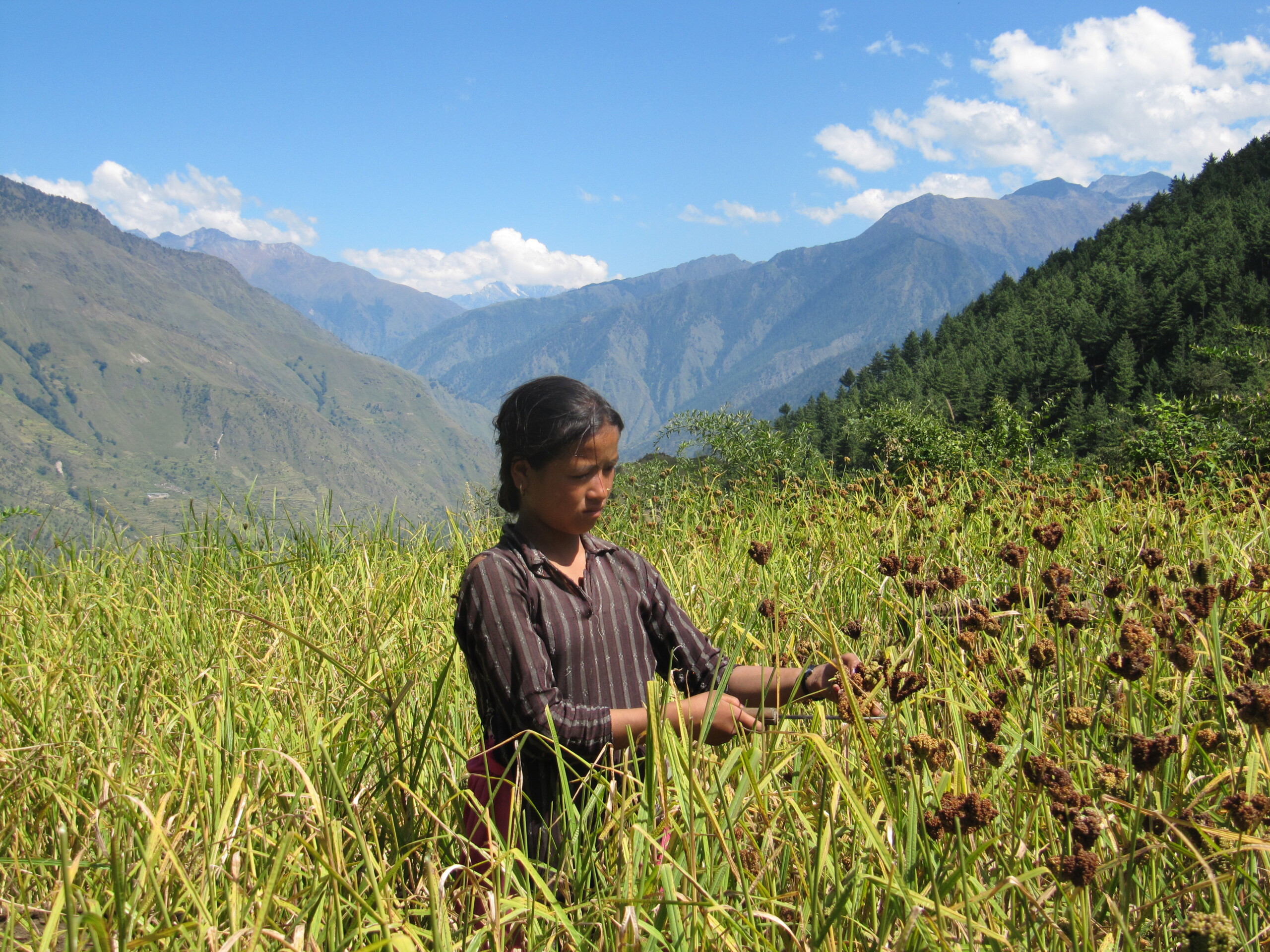 गाउँमा कोदो उत्पादन घट्यो शहरमा माग बढ्यो