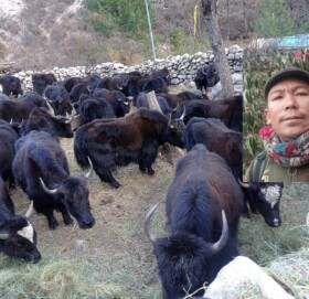 गाउँमै चौरी पालेर आम्दानी बढाउदै मुगुका गुरु स्याङग्याप लामा