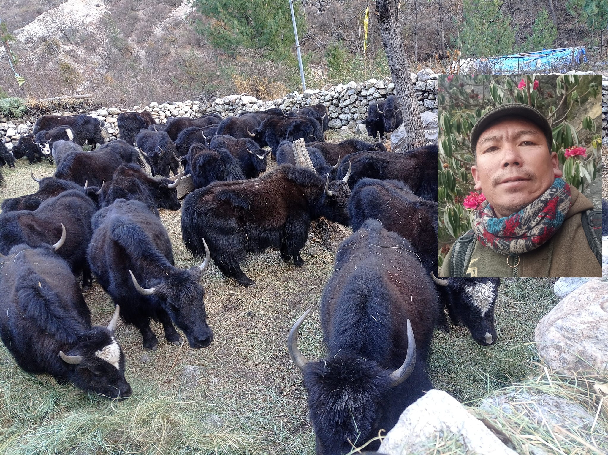 गाउँमै चौरी पालेर आम्दानी बढाउदै मुगुका गुरु स्याङग्याप लामा