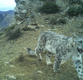हिउँ चितुवा संरक्षणमा चुनौती