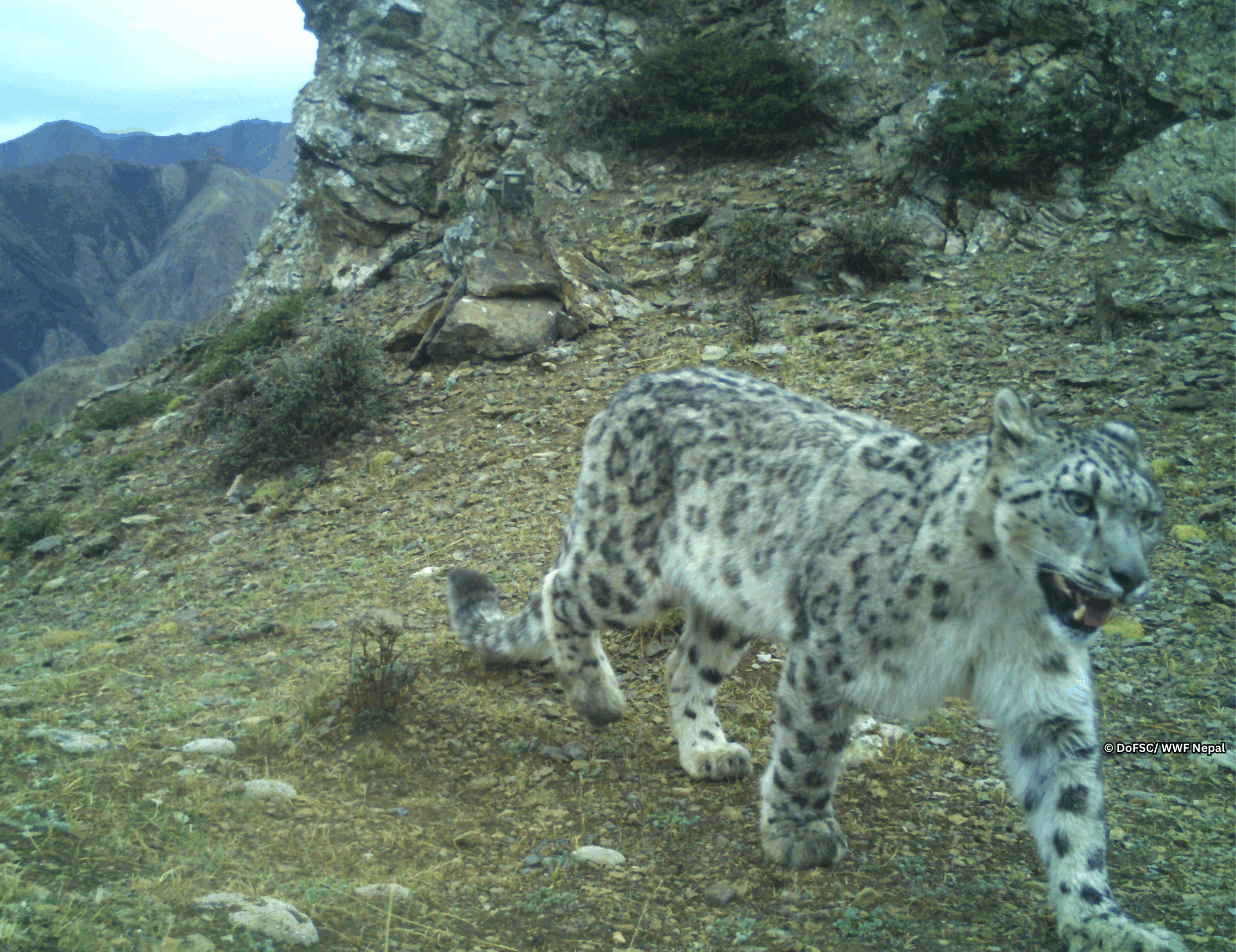 हिउँ चितुवा संरक्षणमा चुनौती