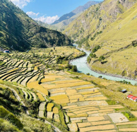 मुगुका किसानलाई धान भित्र्याउन चटारो