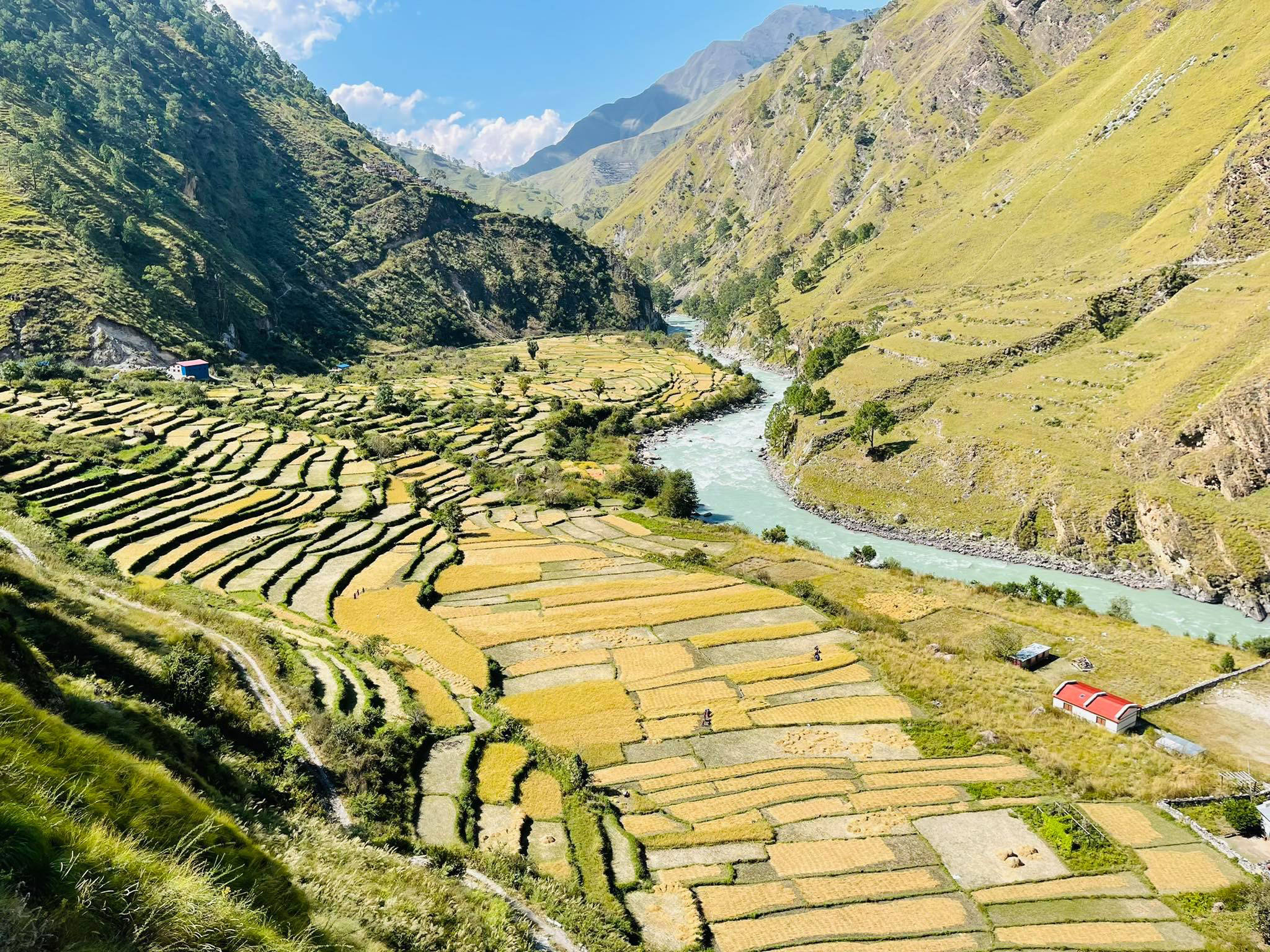 मुगुका किसानलाई धान भित्र्याउन चटारो