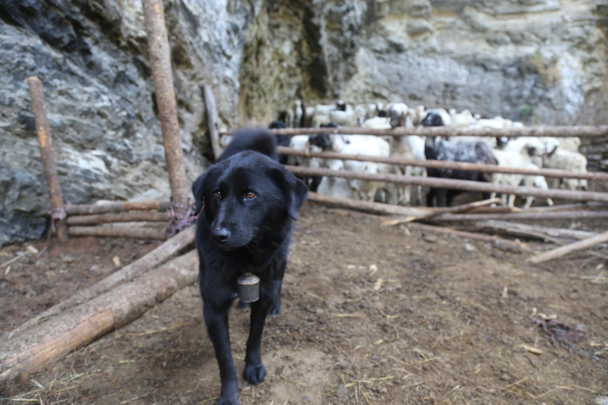 आज कुकुर तिहार, पशुधन जोगाउने कुकुर