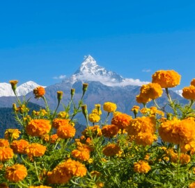 सयपत्री फुलको पृष्टभूमिमा माछापुच्छ्रे हिमाल