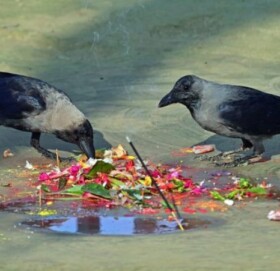 आज काग तिहार पर्व मनाउदै