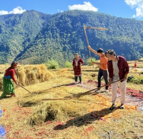 मुगु खत्याडका किसान खेतबारीमा धान चुटदै
