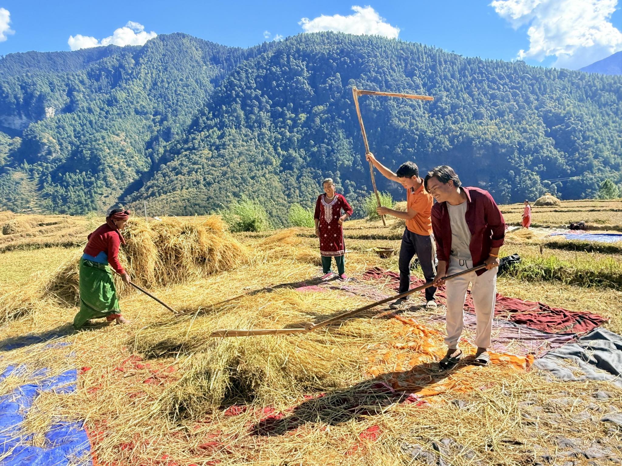 मुगु खत्याडका किसान खेतबारीमा धान चुटदै