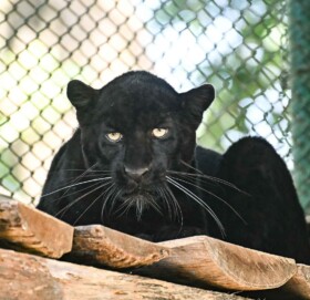 चिडियाखानामा कालो चितुवा हेर्न आन्तुकको घुइचो