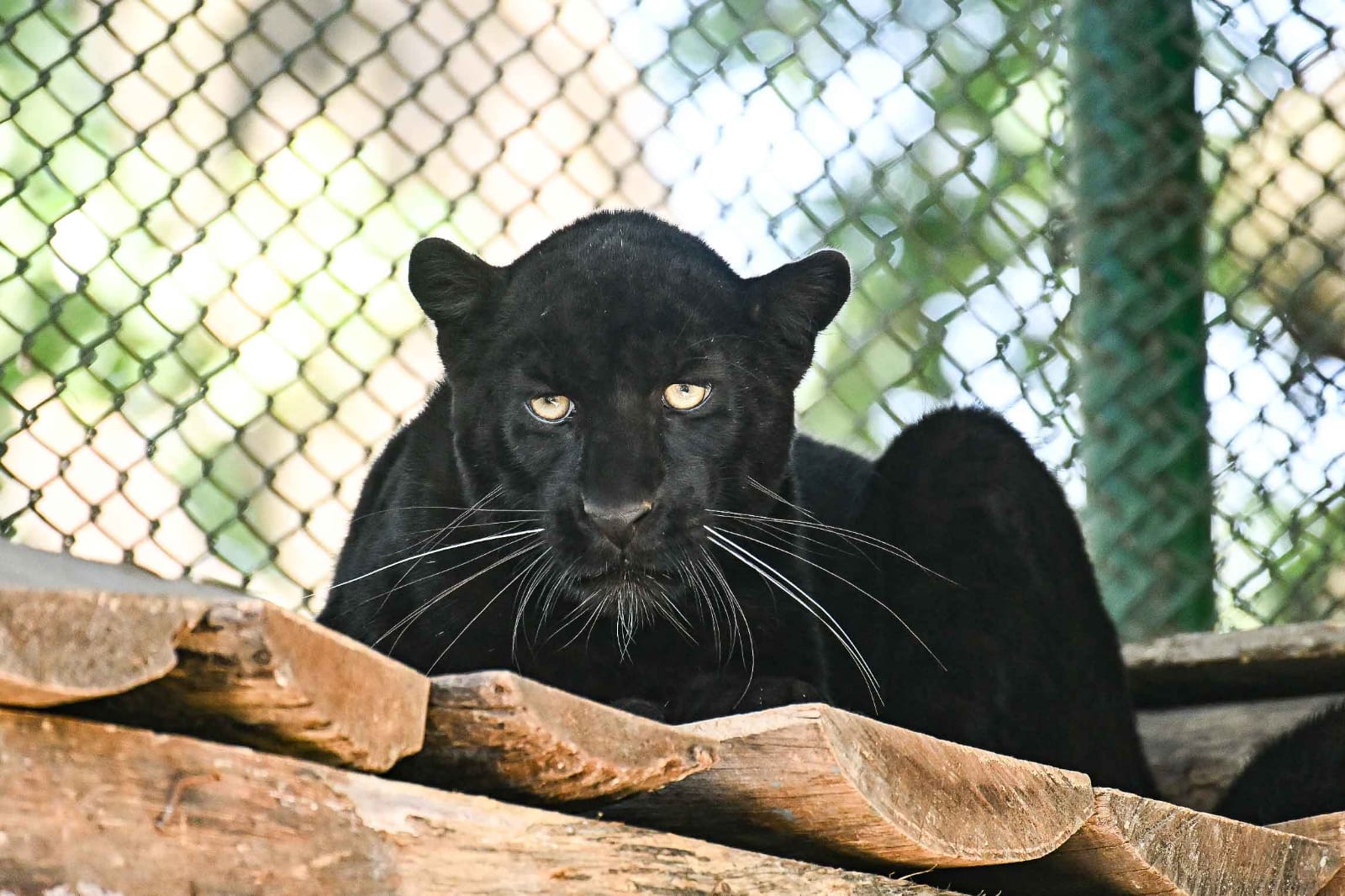 चिडियाखानामा कालो चितुवा हेर्न आन्तुकको घुइचो